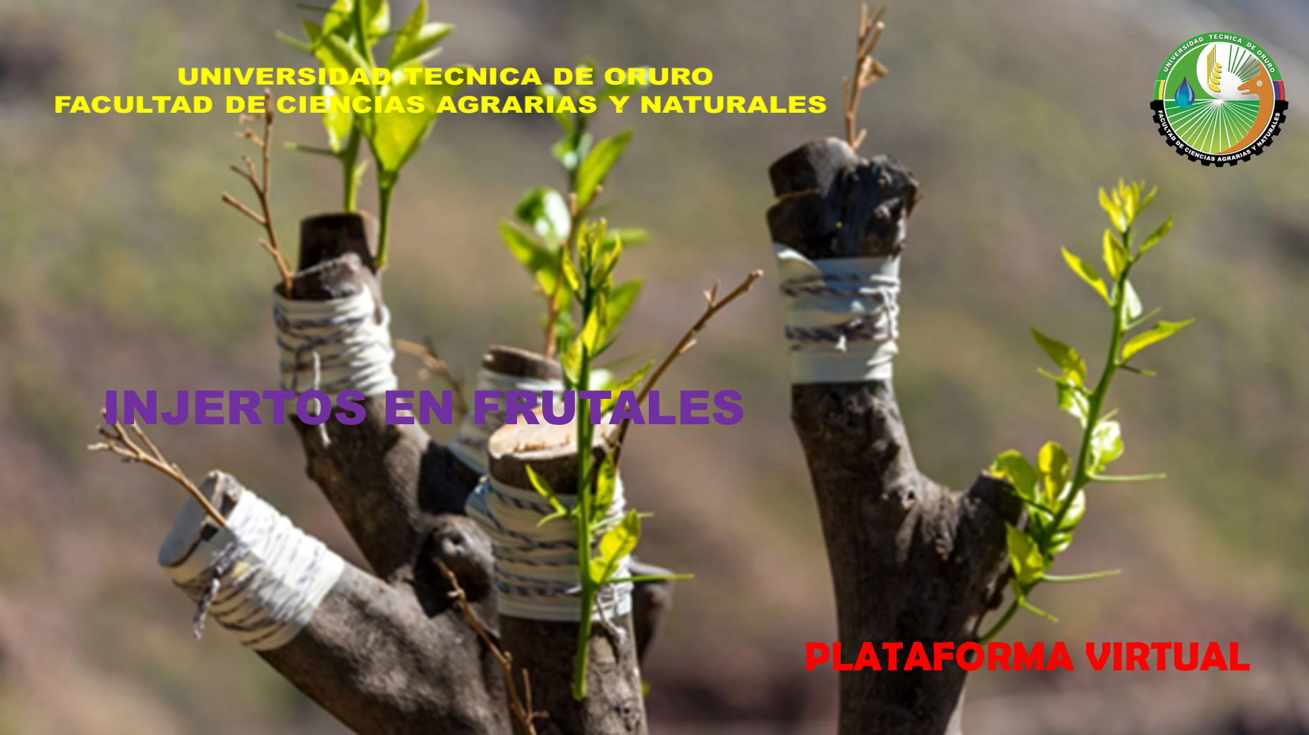 Plataforma de injertos en frutales